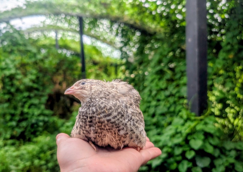 130 ++ Rainbow Coturnix Quail Hatching Eggs NPIP