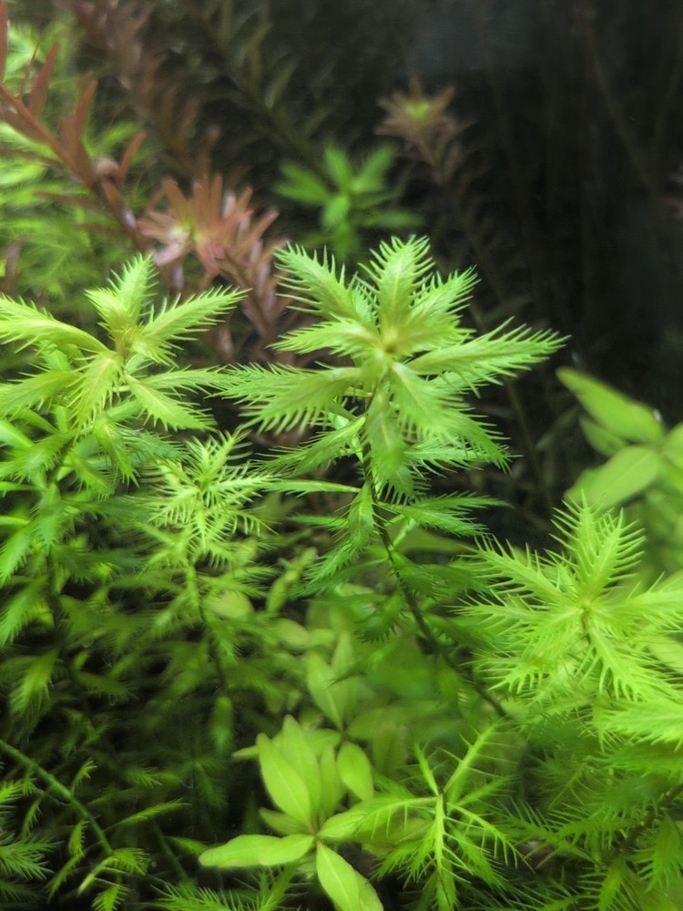 Mermaid Weed 4 Stems