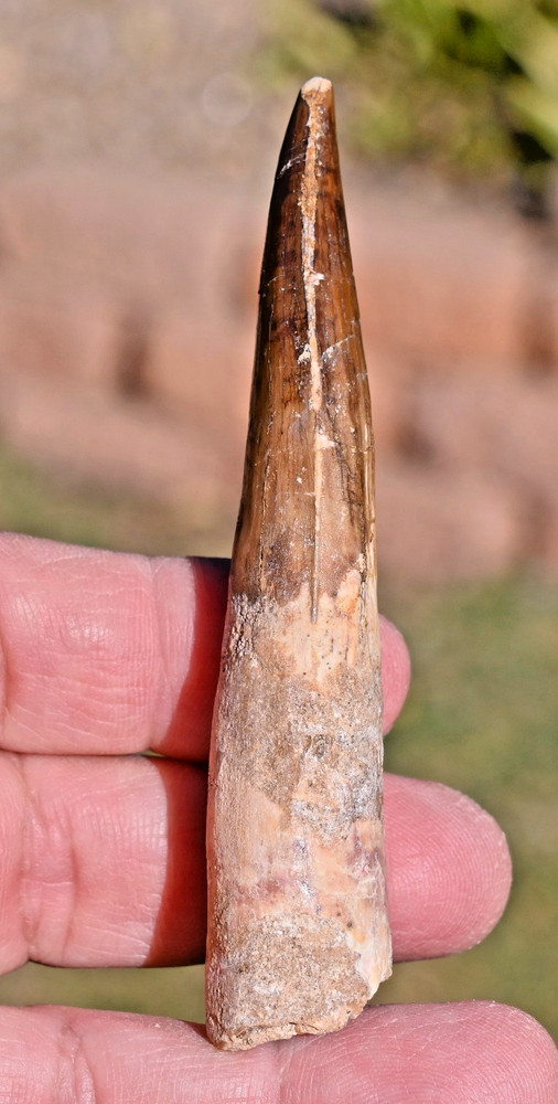 Spinosaurus tooth 3.88 inches, from Morocco #7