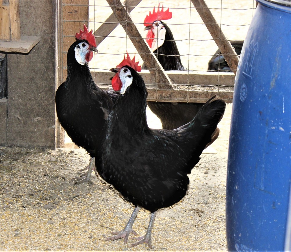 11+1 LF White Face Black Spanish Eggs Imported from Spain