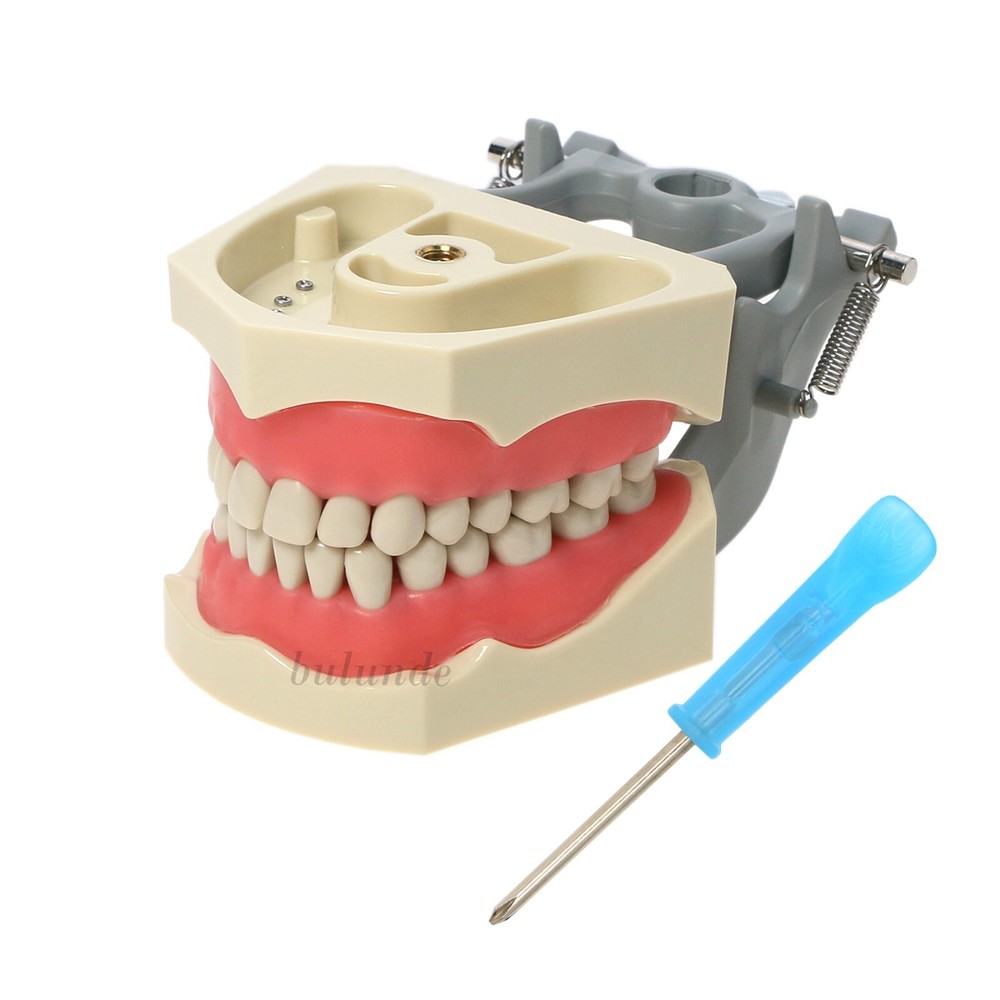 Dental Typodont 28/32PCS Teeth Models for Students Practice Model M80 Series