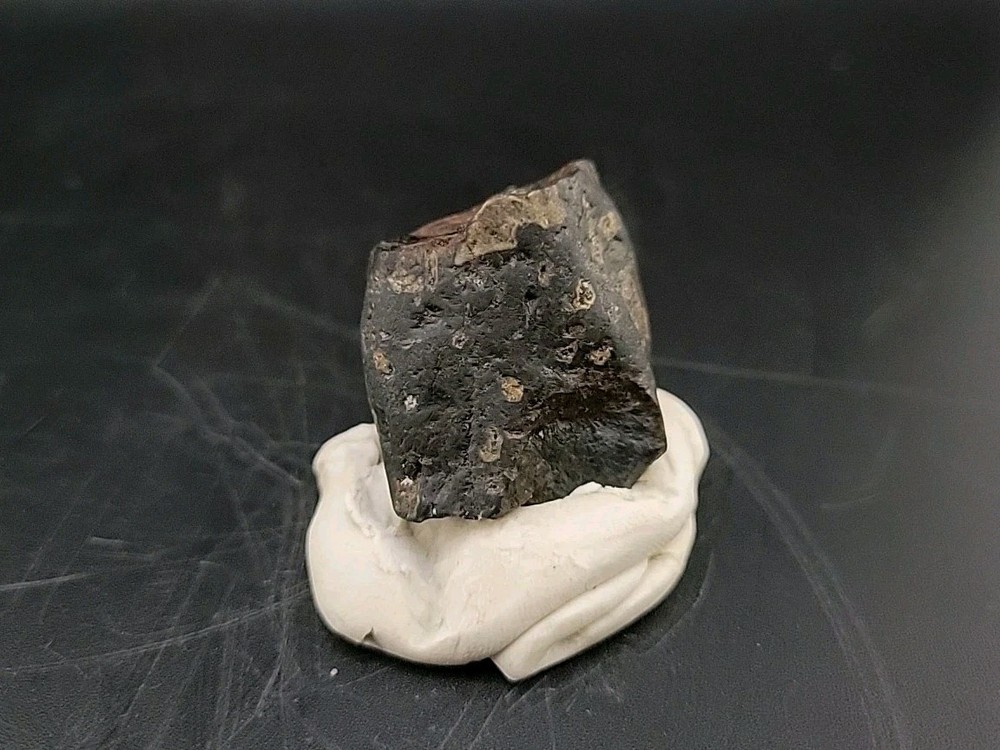 Fossil Dinosaur Tooth Unknown Species