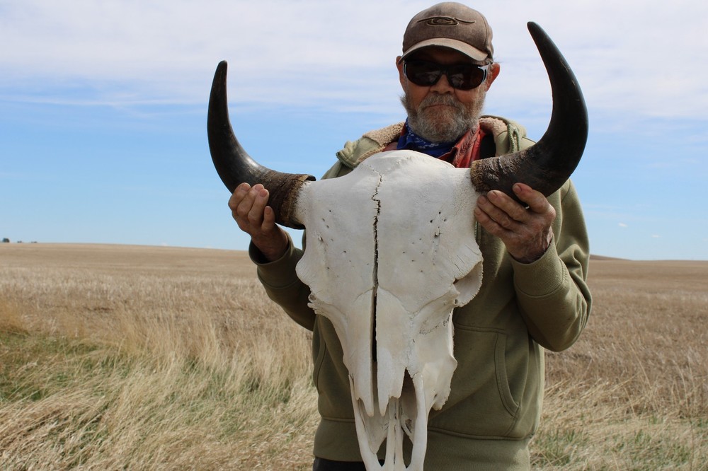 Buffalo Bison Head Skull Horns