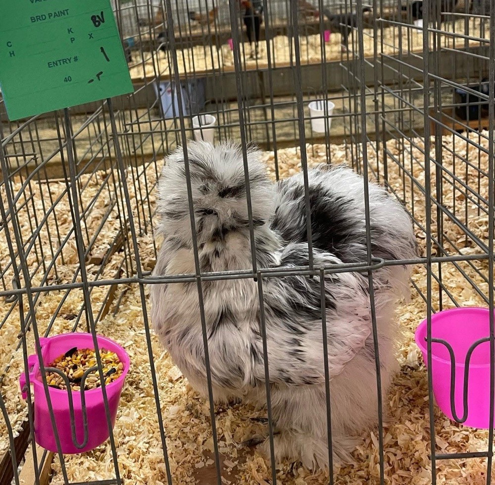 6 quality Silkie Hatching Eggs