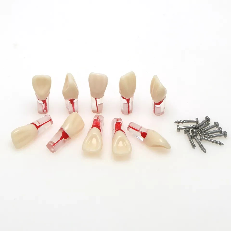 10pcs Dental Endo Root Canal Teeth Model Study RCT Practice Typodont Model#8006