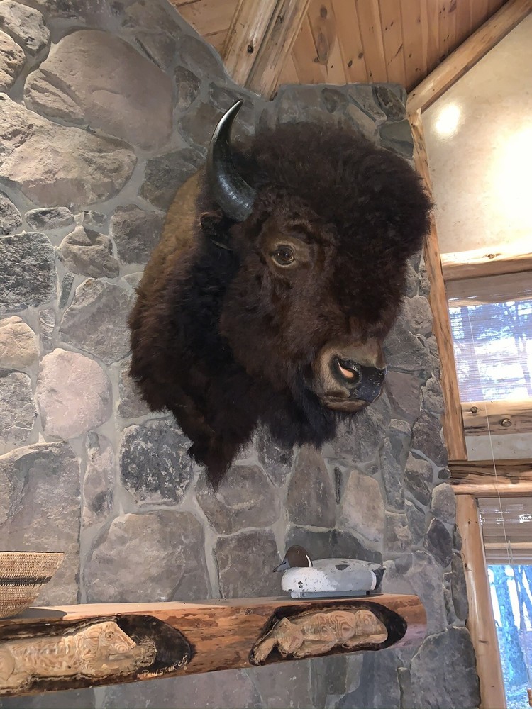 Genuine Buffalo Shoulder Mount in Excellent Condition