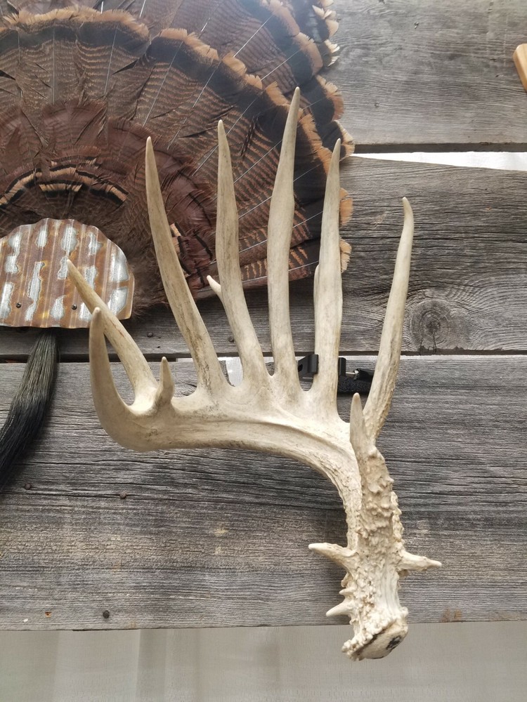 Antler Shed Display Clamp
