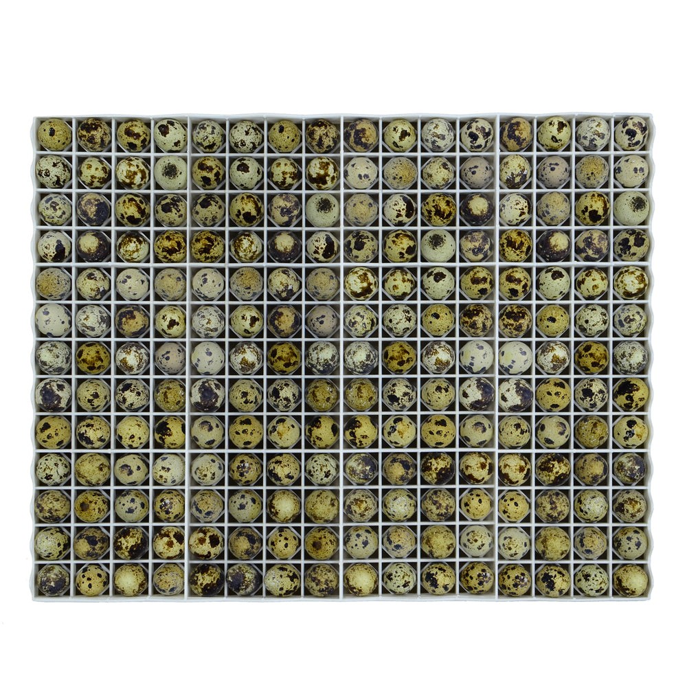 Egg Setter Tray - Quail - 208 Eggs