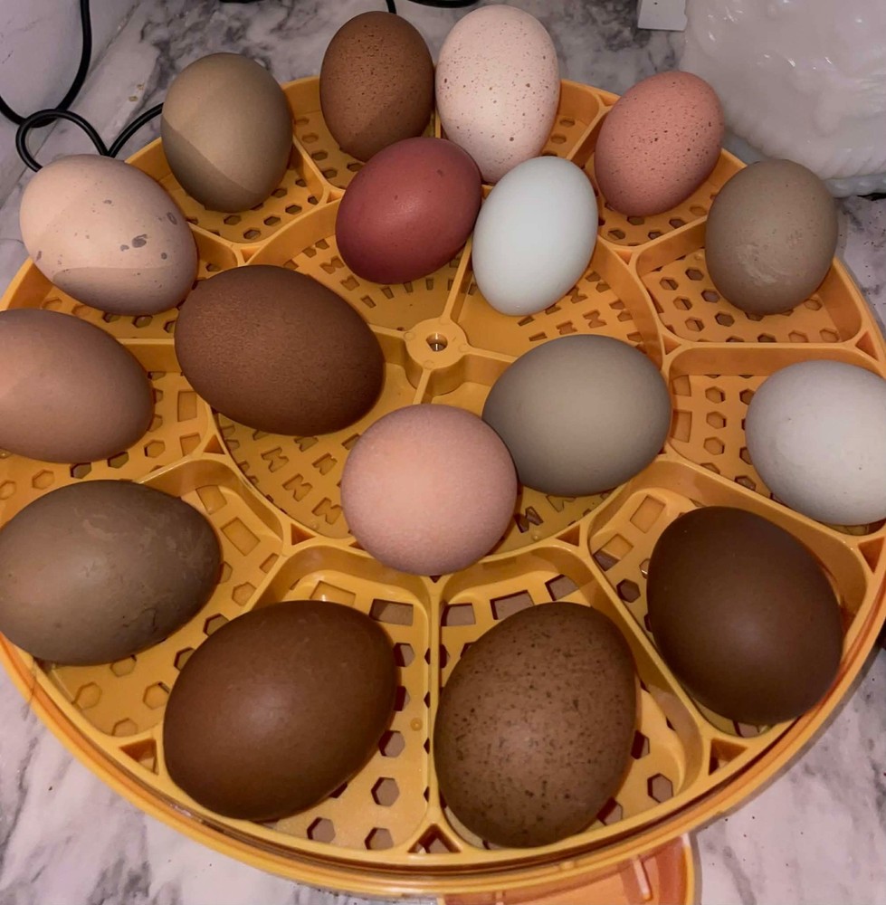 12 Rainbow Chicken Hatching EGGS. Olive EGGER. Multi GEN. BACKCROSS. SPECKLED