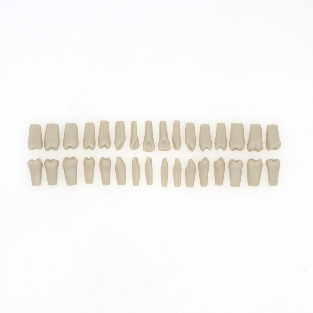 US Dental 32pcs Replacement Teeth fits Columbia Dentoform 860 Type Teeth Model
