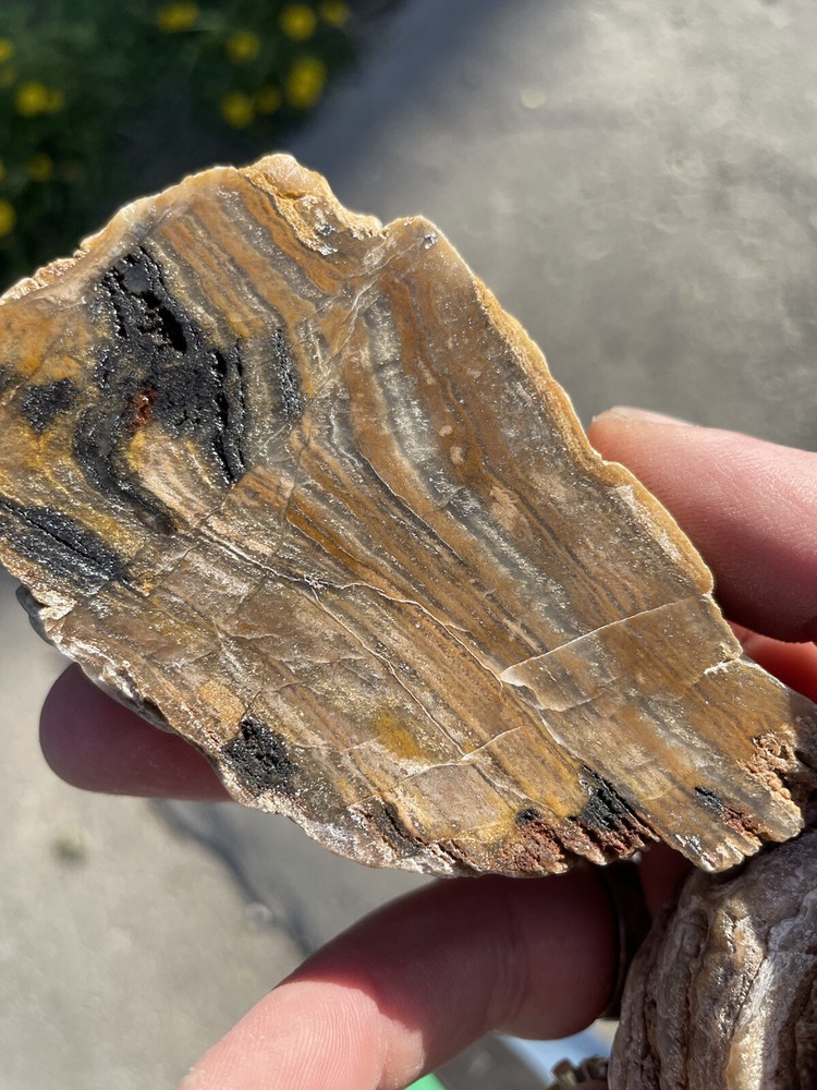 Super Unique, Faced/polished, Agatized/opalized petrified wood