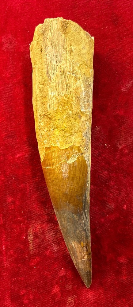 Authentic 5 1/2” Spinosaurus Tooth Fossil