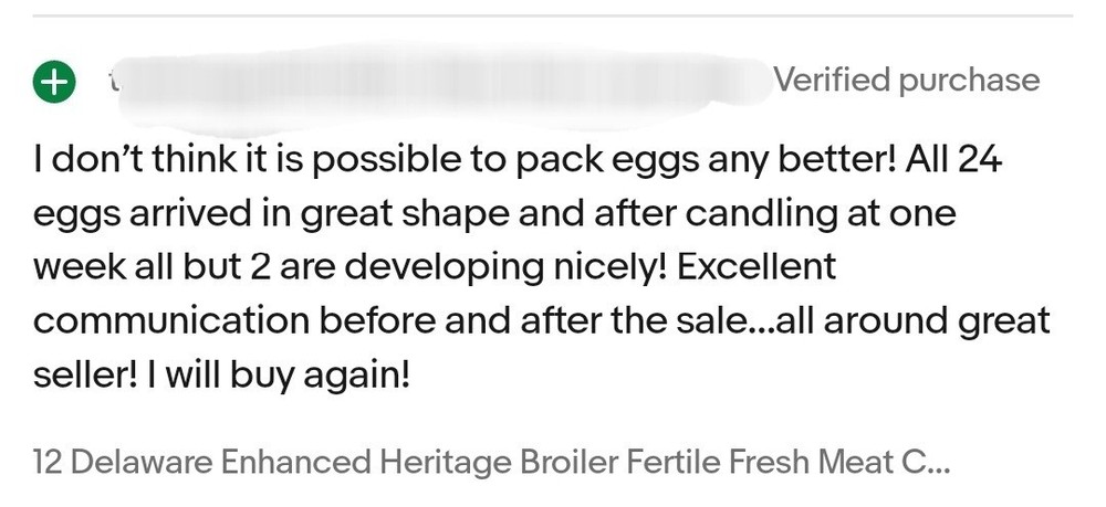 Whiting True Blue Fertile Hatching Eggs (12 Eggs | One Dozen)