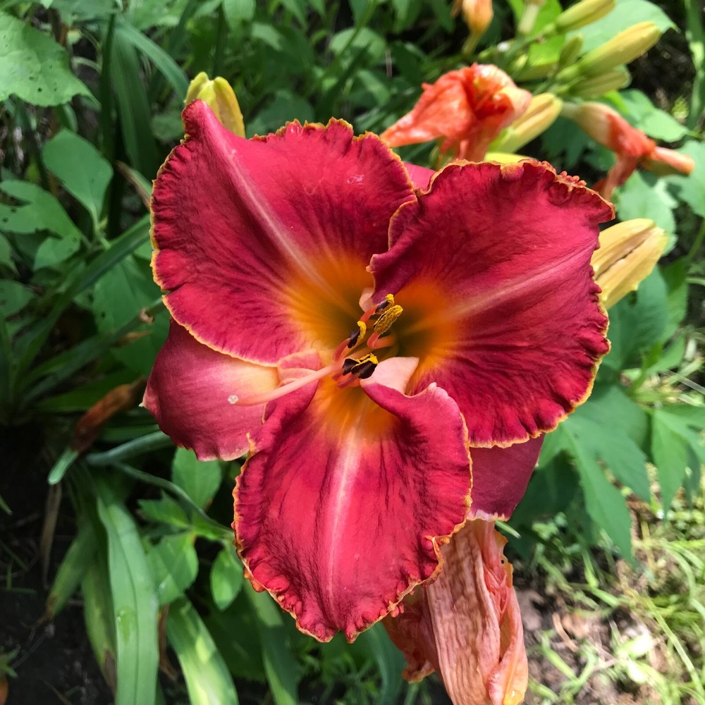 Assorted Daylilies, Mixed Daylilys,   perennial's return every year multiplying