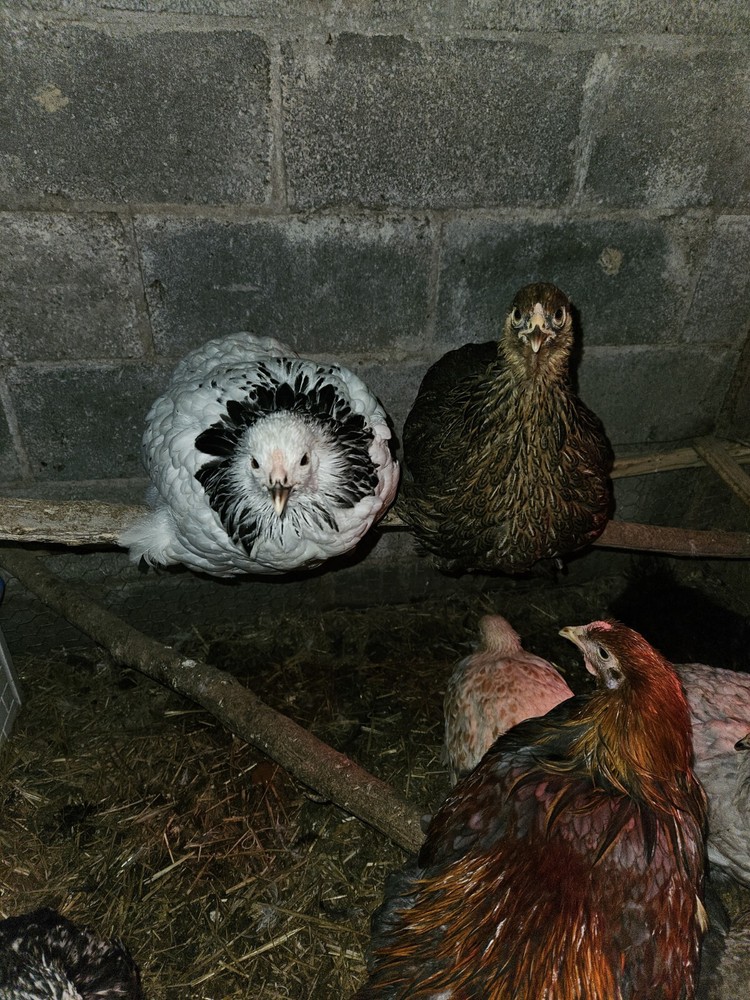 Brahma chicken hatching eggs (10 +2)