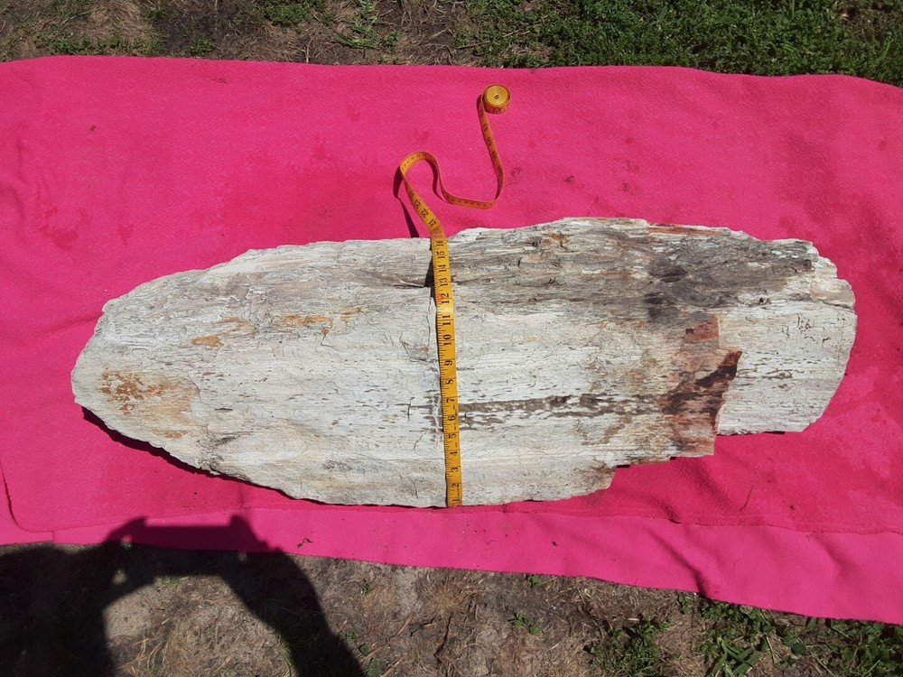 PETRIFIED LOG