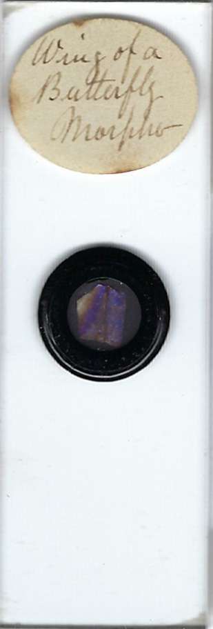 Morpho Butterfly Wing Microscope Slide