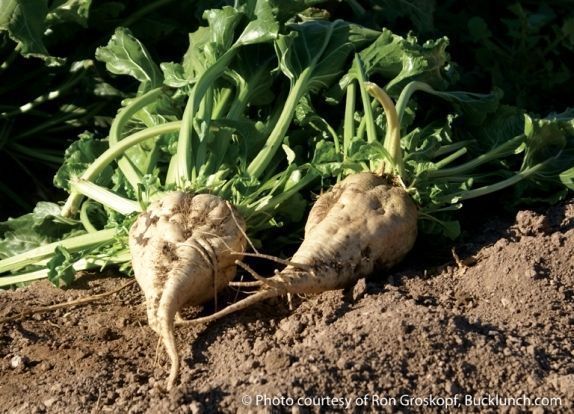 Sugar Beet (NON-GMO) Food Plot Seed - 1 Lb.