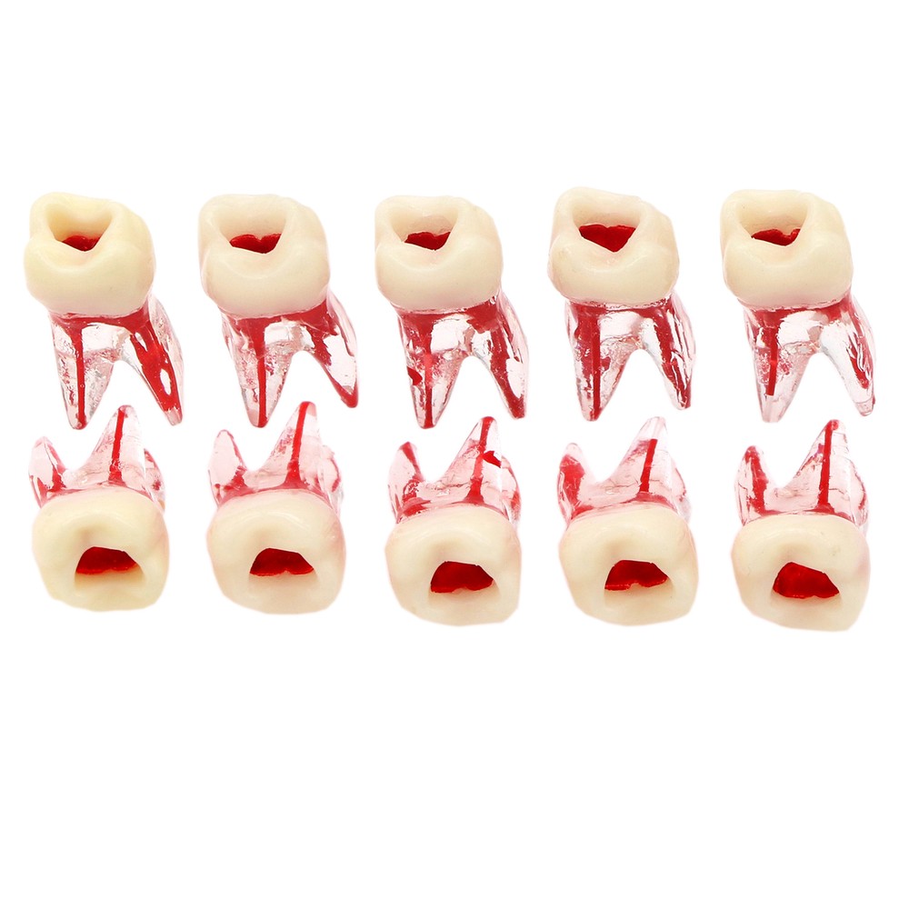 10Pcs Dental Root Canal Study Teeth Model for Endodontic Rotary Files Practice