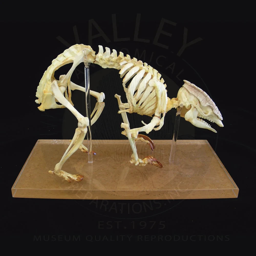 THREE-BANDED ARMADILLO SKELETON  REPLICA