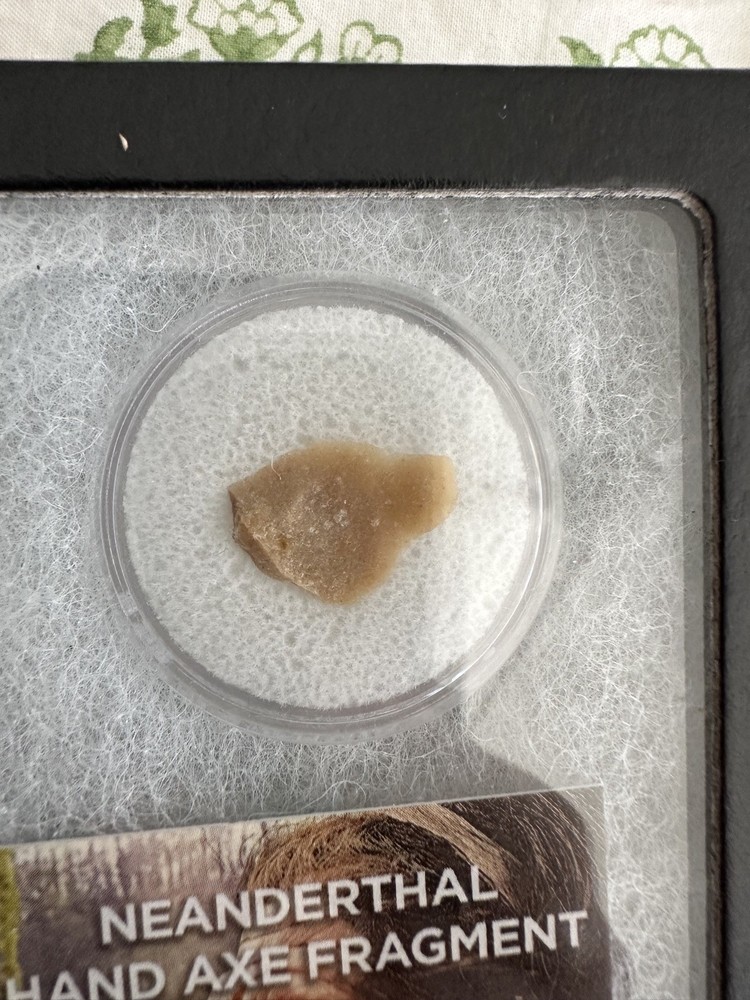 Neanderthal Hand Axe Fragment- Classic Riker Box Display