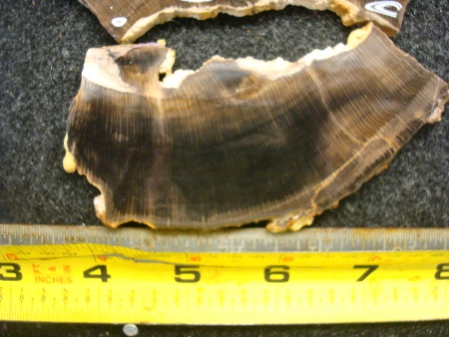 petrified beach wood slabs