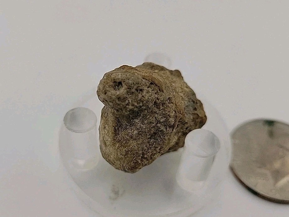 Real Permineralized Lizard 🦎 Egg Fossil