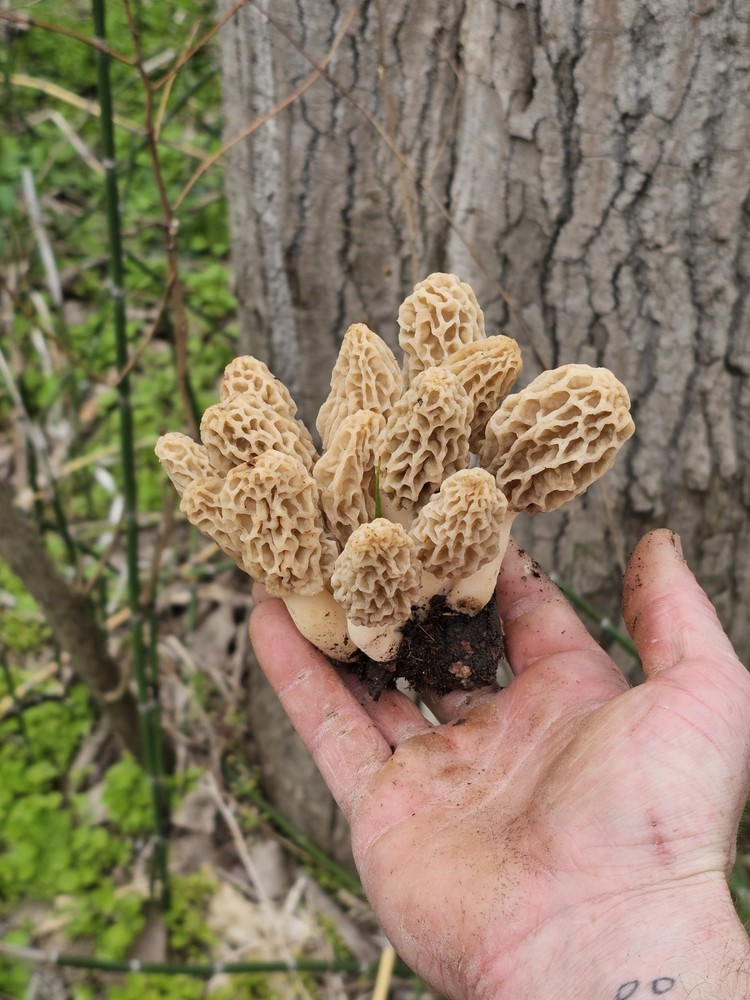 Morel Mushrooms Fresh $80