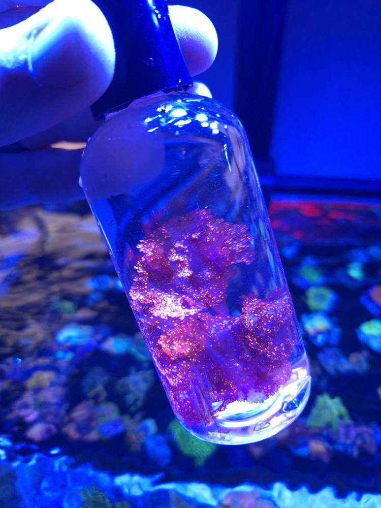 Live Atomic Broccoli Macroalgae ~1 inch – Reef / Refugium – Healthy