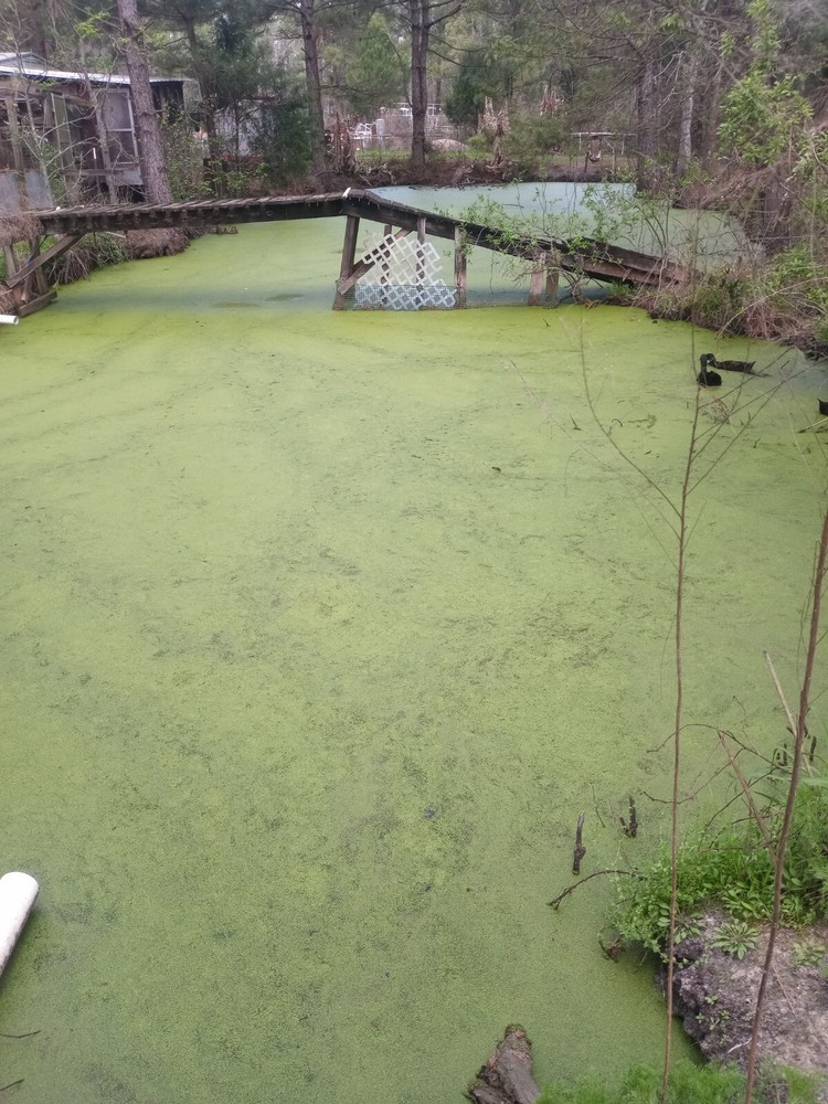 10 pounds, Duckweed- Super LARGE Quantity