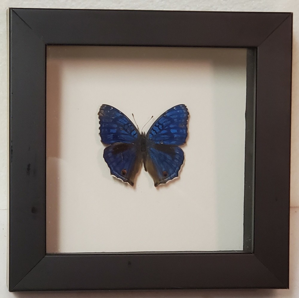 Real framed Brilliant Blue butterfly from Madagascar in custom shadowbox