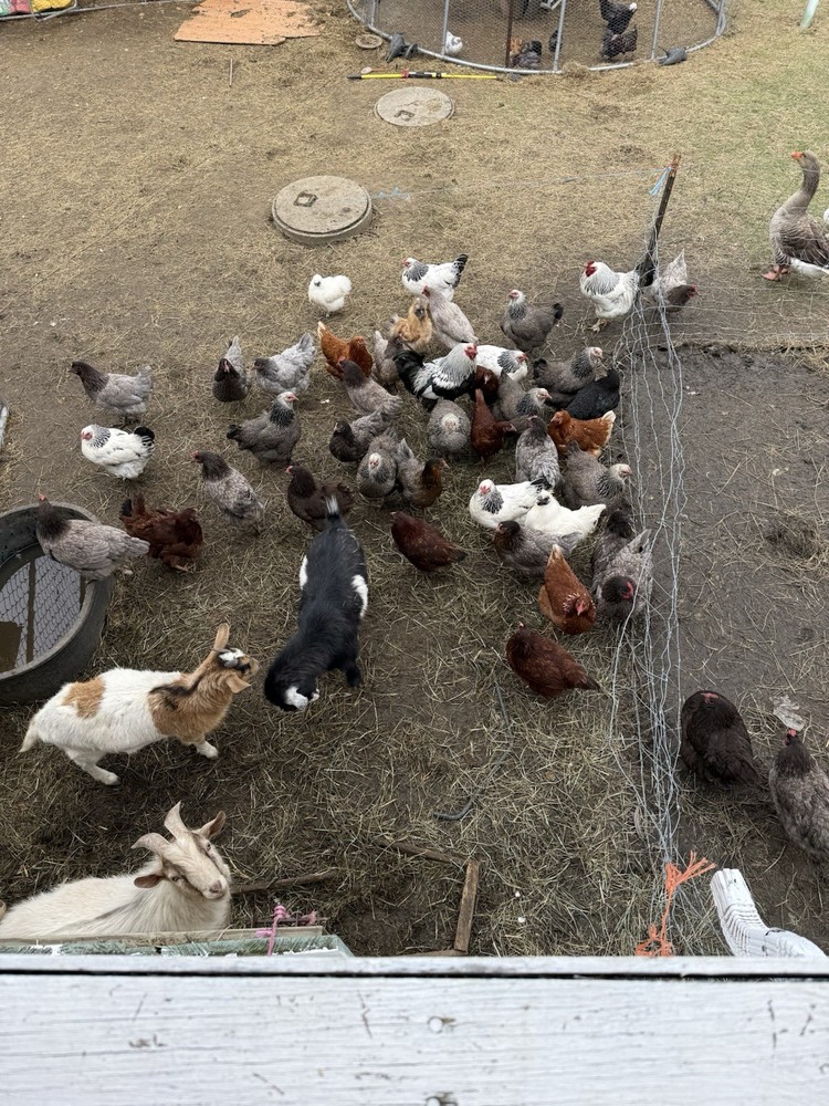 SURPRISE Mixed Chicken, Duck, Goose hatching eggs