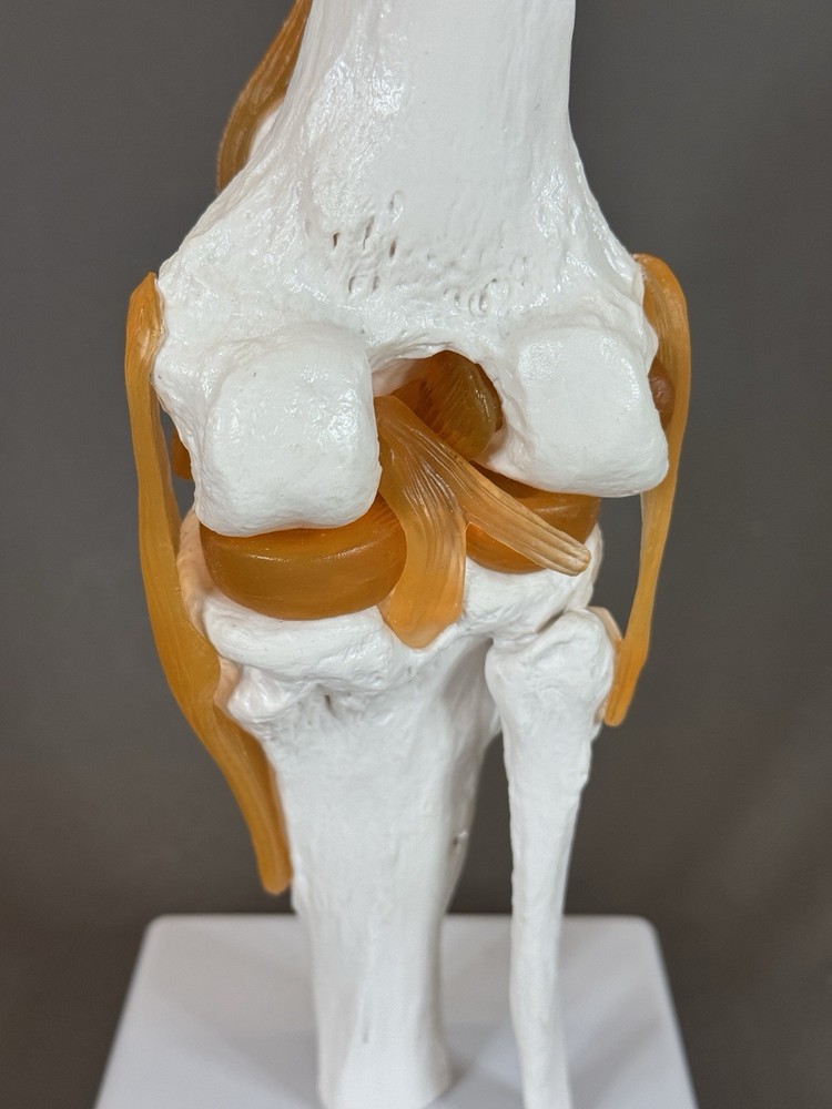 Human Knee Joint Model with Flexible Ligaments, Anatomically Correct