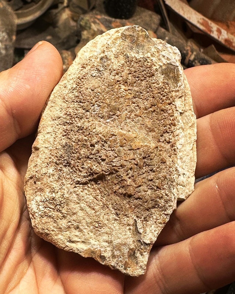 Dinosaur bone rough end cut.