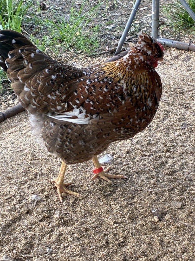 Swedish flower hen / NPIP-AI clean / 1 dozen eggs