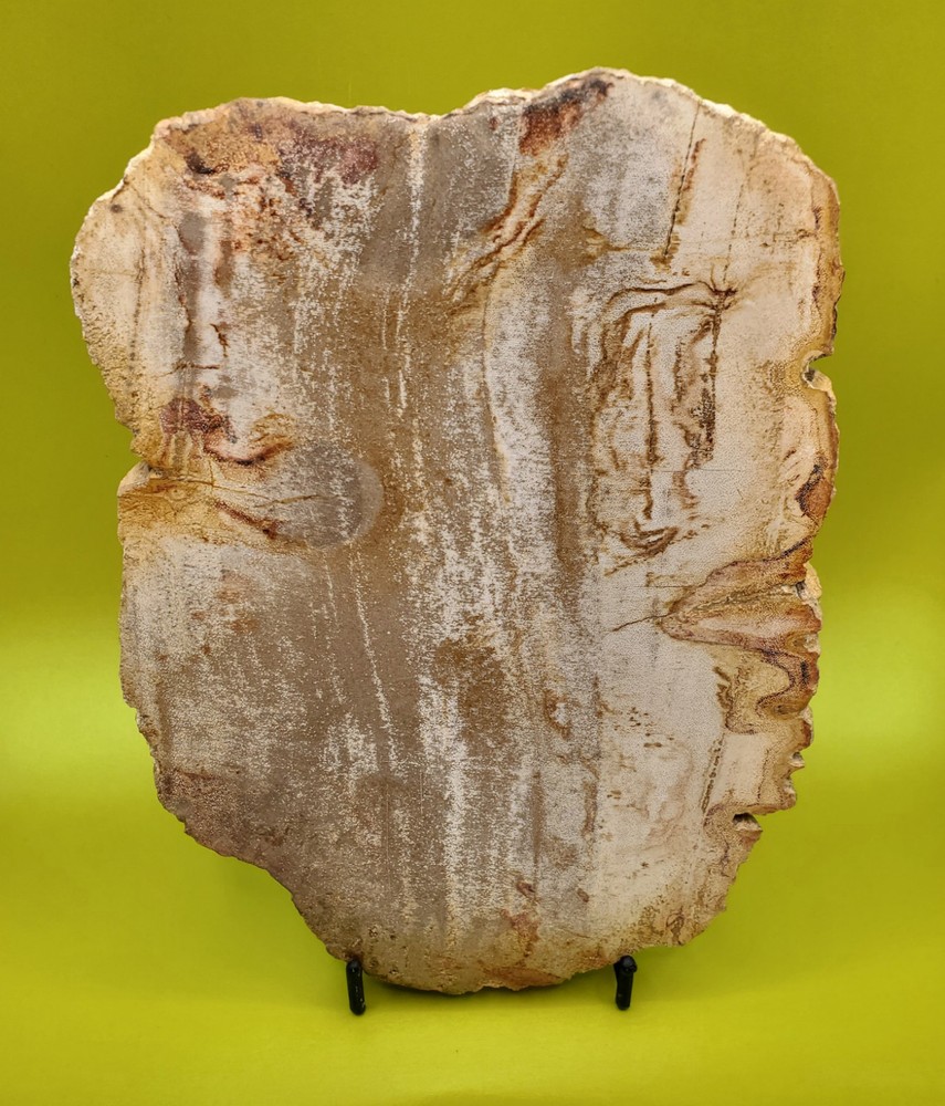Petrified Wood Slab