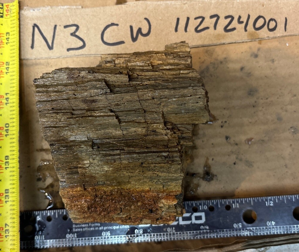 Colorful petrified wood