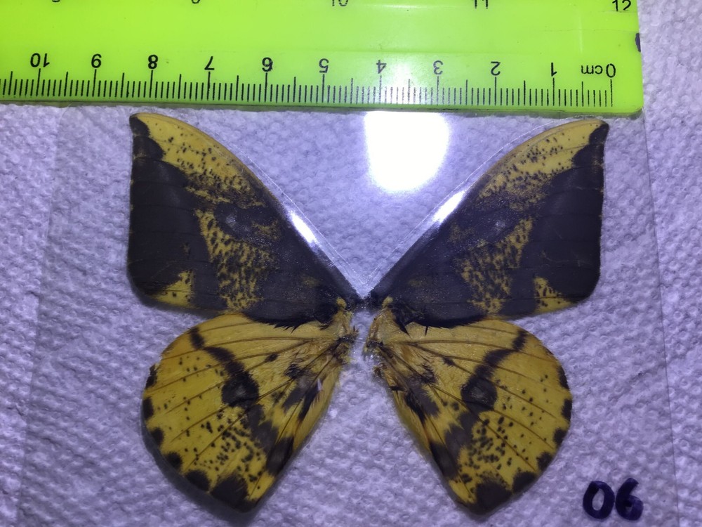 LPSA 06  A+/ A  Eacles ? Saturniidae Moths