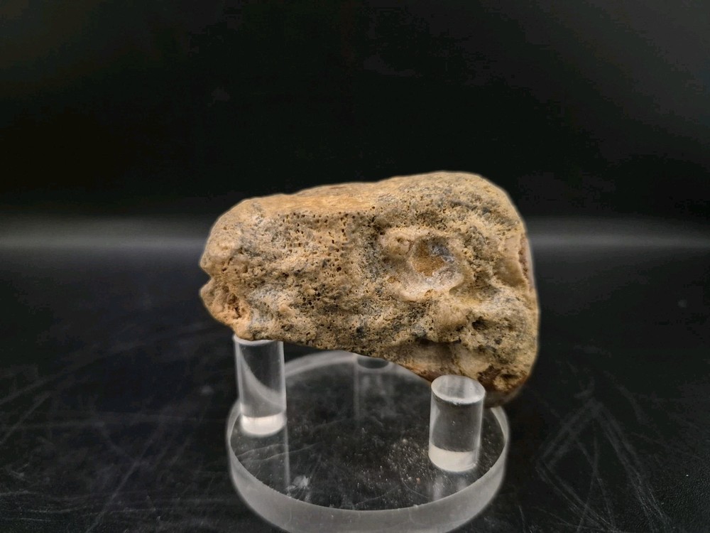 Sauropod Skull Fossil 🦕