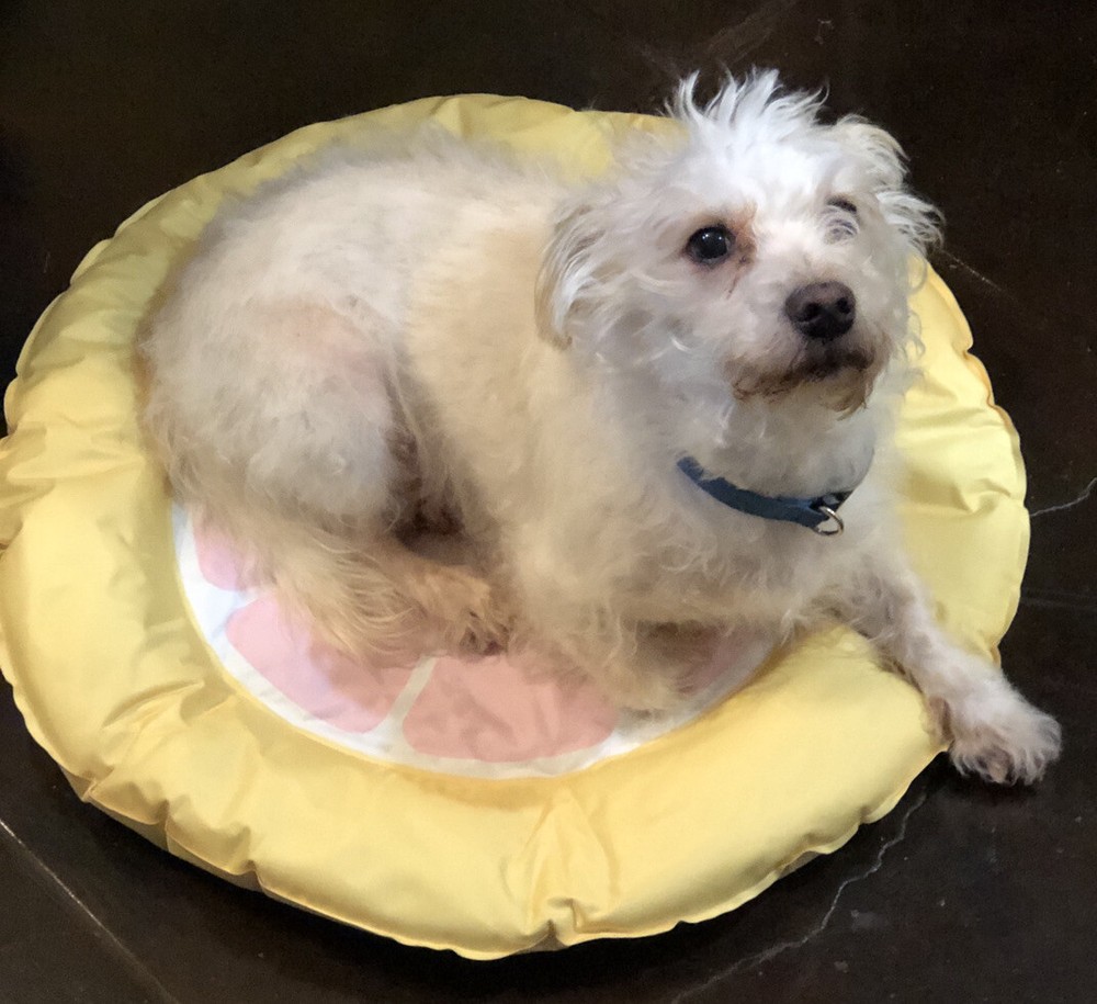 VETRESKA Grapefruit Dog Cooling Mat Small