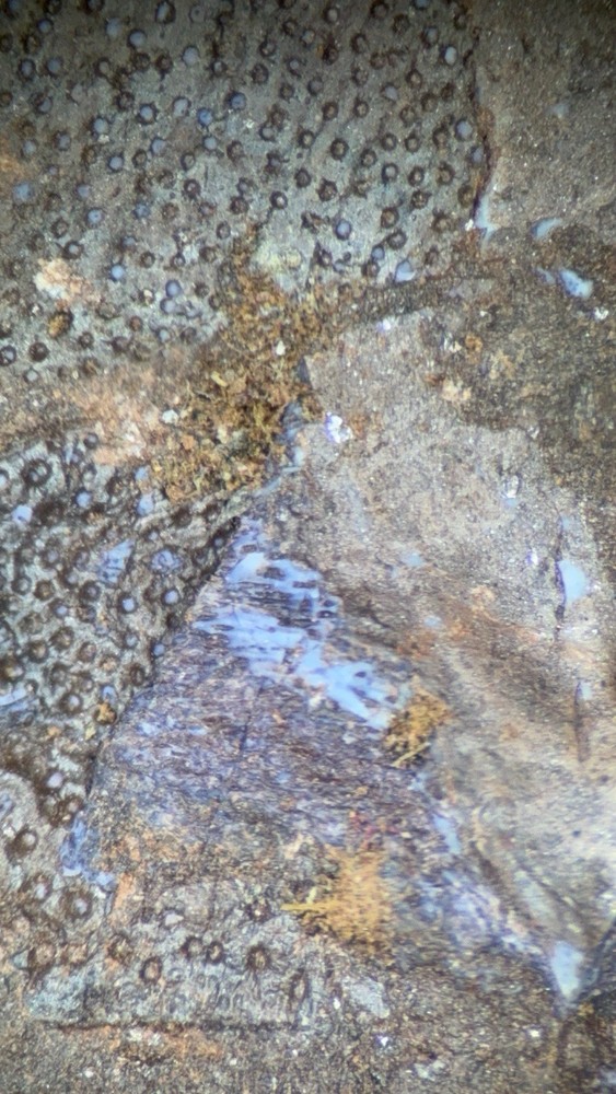 Fossil Placoderm Pieces