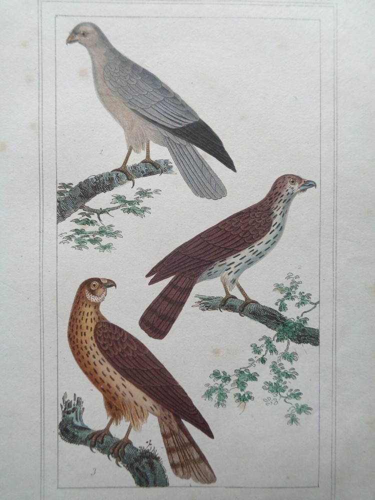 Buffon / Vauthier old engraving Color Plate Buzzard Animals Birds