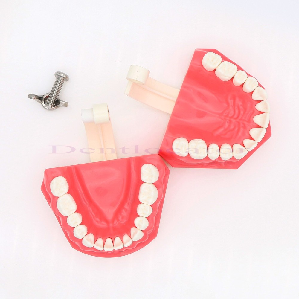 US Dental Typodont Teeth Model 1:1 Brushing Flossing Practice Teaching Model