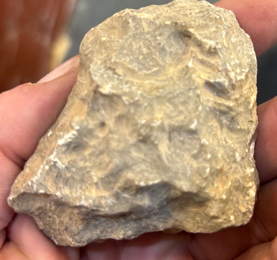 Petrified Coral End Polished