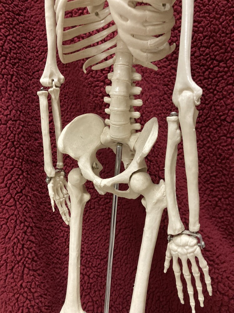 Anatomical Skeleton / Science Class or Orthopedic Medical Practice