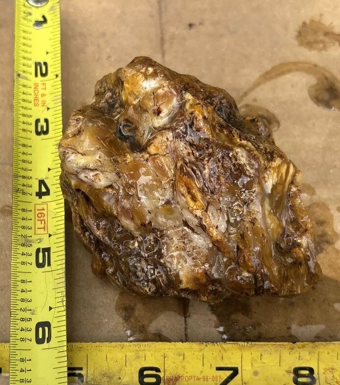 Silver Creek Junction Petrified Wood