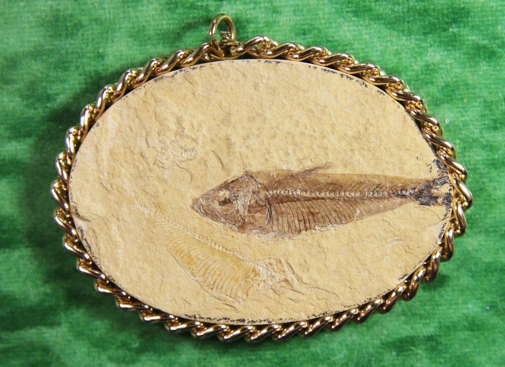 Knightia sp.- Pendant- Kemmerer, WY