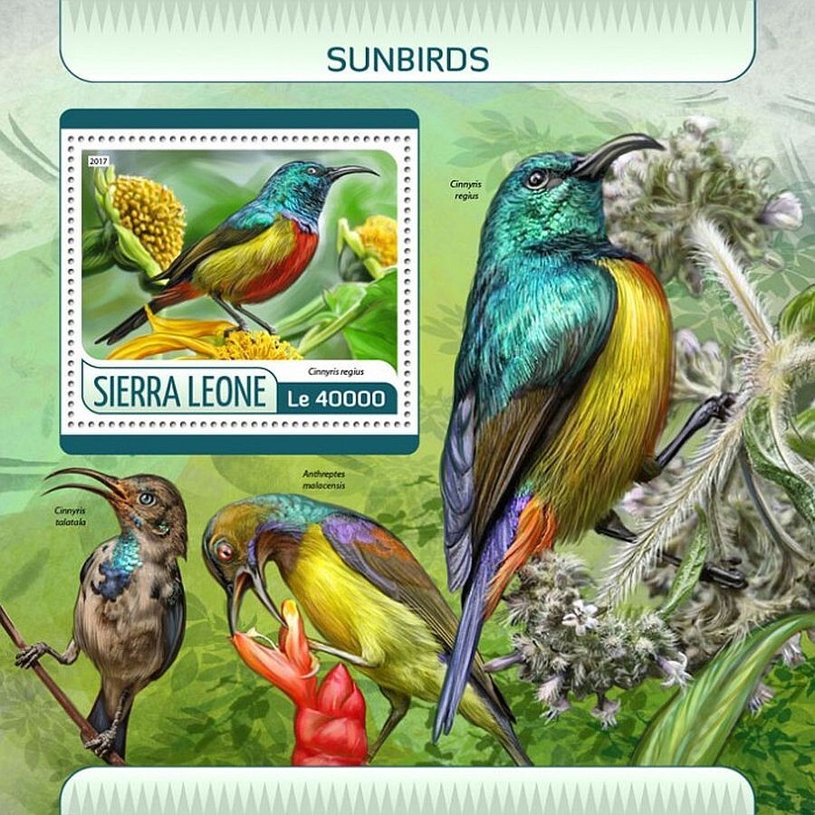 SUNBIRDS 1-Value MNH Bird/Birds Stamp Sheet #545 (2017 Sierra Leone)