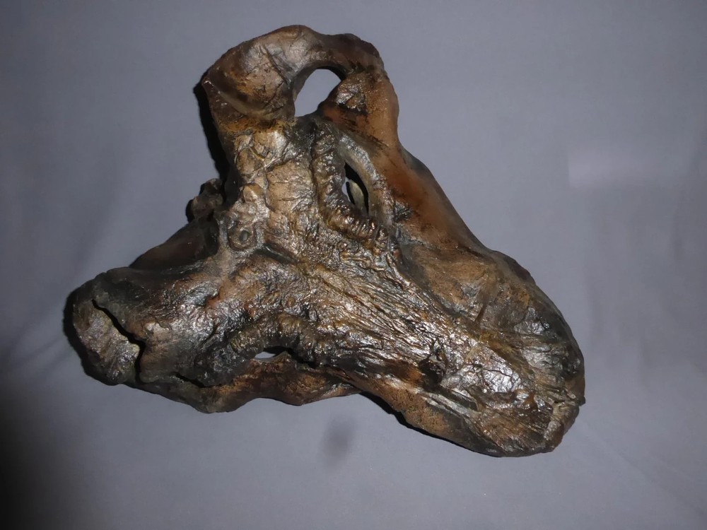 Gorgonopsid skull  REPLICA