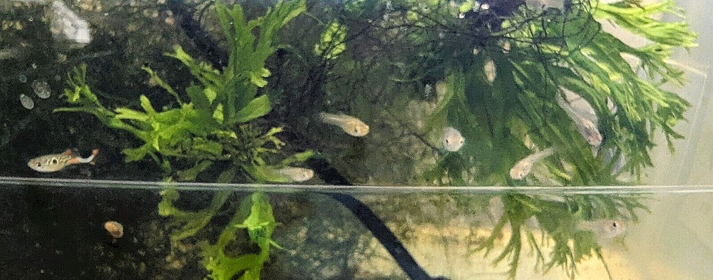 PK Endlers - Windelov Java Fern (Microsorum Pteropus) - YOU CHOOSE OPTIONS